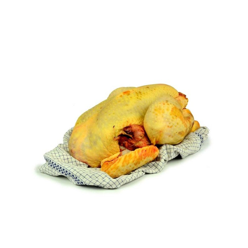 Chapon Jaune